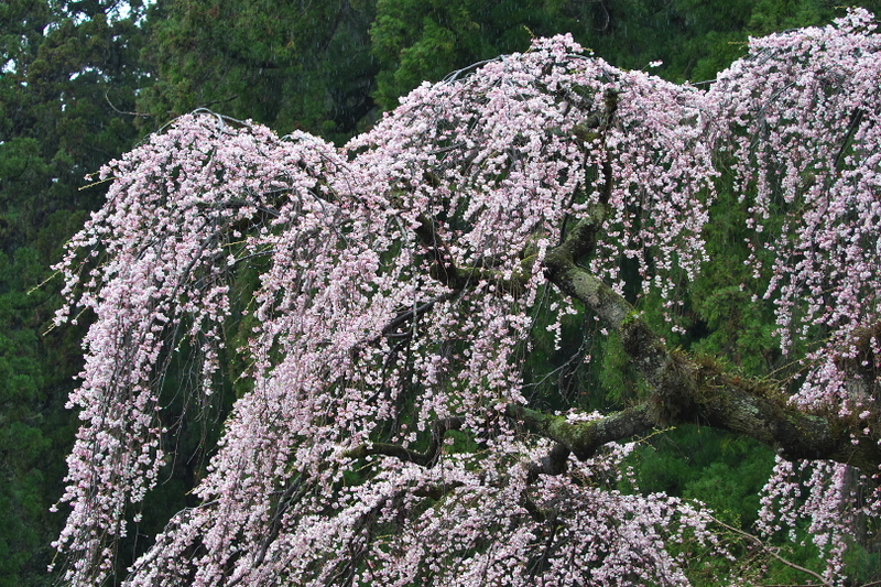 f:id:keihirota:20220404202409j:image
