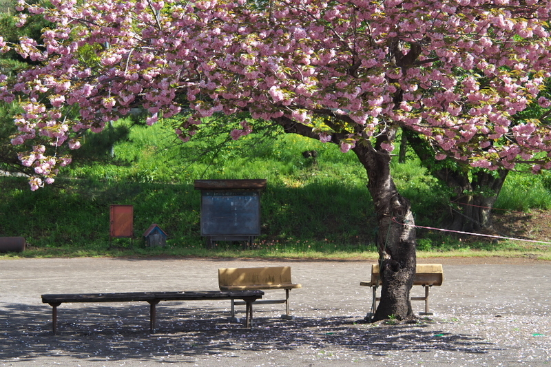 桜