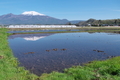 [浅間山][田んぼ][田園][水田][発地]浅間山