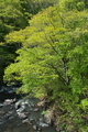 [ケヤキ][ニレ科][露切峡][湯川][豊昇]ケヤキ