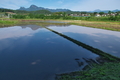 [田んぼ][田園][水田][妙義山][OT右岸]田んぼ