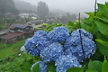 [紫陽花][アジサイ][山里][霧][西見寺]紫陽花