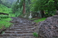 [雨の参道][石段][合流部][サカキ][妙義神社]雨の参道