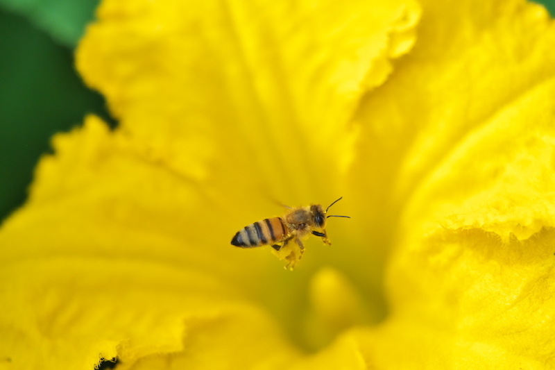 蜜蜂