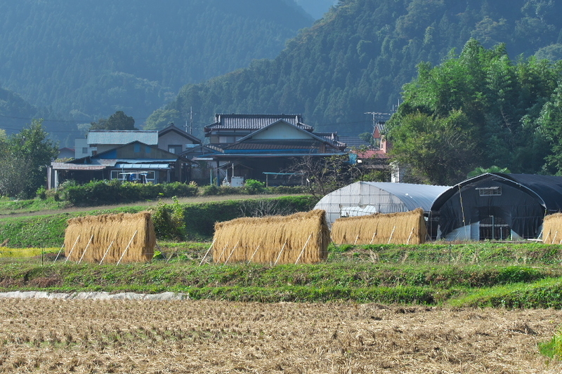 田んぼ