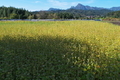 [ソバ畑][タデ科][そば畑][妙義山][農免西口]ソバ畑