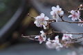 [初冬の境内][冬桜][桜][波己曽社][妙義神社]初冬の境内