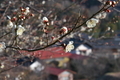 [梅畑][ウメ畑][白梅][山里][原]梅畑