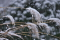 [雪の日][ススキ][芒][赤門広場][妙義神社]雪の日