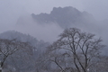 [雪の日][白雲山][山麓][桜][妙義町妙義]雪の日