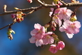 [早い開花][桜][カワヅザクラ][河津桜][妙義神社]早い開花