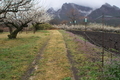 [畑道][梅畑][ウメ畑][妙義山][丸山坂]畑道