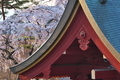 [しだれ桜][シダレザクラ][桜][総門][妙義神社]しだれ桜