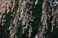 [しだれ桜][シダレザクラ][桜][白雲山常夜燈][妙義神社]しだれ桜