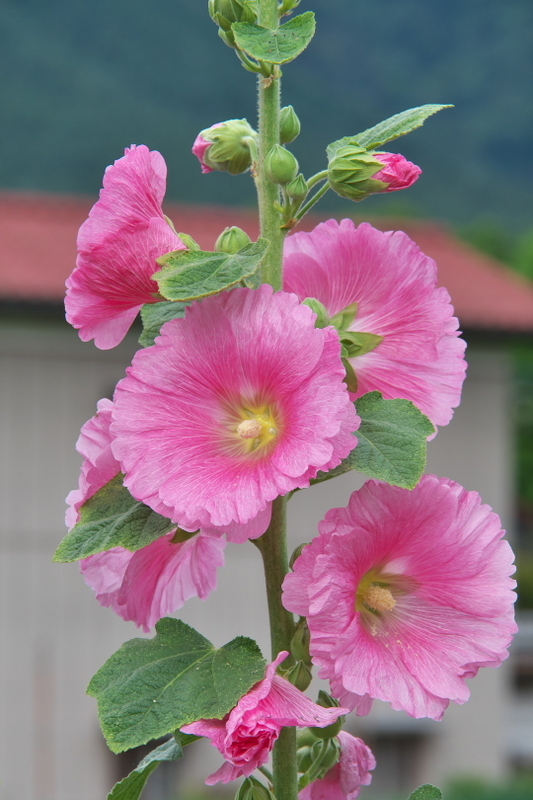 アートポスター：７６流れと濃いピンク色のタチアオイ アートポスター：76流れと濃いピンク色のタチアオイ アートポスター