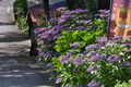 [紫陽花通り][紫陽花][アジサイ][ダンスパーティー][妙義神社]紫陽花通り