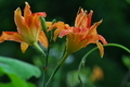 [夏の花][ヤブカンゾウ][ワスレグサ属][オレンジ色の花][妙義神社]夏の花