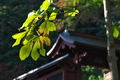 [色付き始め][トチノキ][黄葉][北門][妙義神社]色付き始め