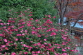 [紅葉シーズンを終えて][山茶花][サザンカ][ピンク色の花][妙義神社]紅葉シーズンを終えて