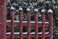 [午後から雪][赤門][山茶花][赤門広場][妙義神社]午後から雪