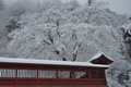[雪雲が過ぎて][本社][北門][イロハモミジ][妙義神社]雪雲が過ぎて