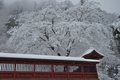 [雪雲が過ぎて][本社][北門][イロハモミジ][妙義神社]雪雲が過ぎて