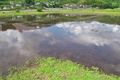 [田んぼ][田園][水田][水鏡][小日向]田んぼ