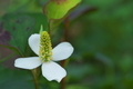 [ドクダミ][ドクダミ科][白い花][薬草][茶屋本陣]ドクダミ