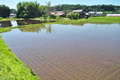 [田んぼ][田園][水田][水鏡][小日向]田んぼ
