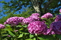 [紫陽花][アジサイ][ピンク色の花][桜][第十中山道踏切]紫陽花
