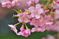 [遅い春][桜][河津桜][知韻寺別院][八木連地区]遅い春