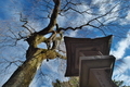 [春分を過ぎて][枝垂桜][桜][灯籠][妙義神社]春分を過ぎて