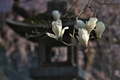 [春分を過ぎて][ハクモクレン][白木蓮][総門][妙義神社]春分を過ぎて