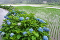 [田んぼ][水田][紫陽花][アジサイ][国衙]田んぼ
