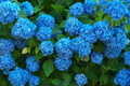 [紫陽花][アジサイ][青い花][第十中山道踏切][五料]紫陽花