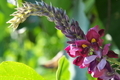 [クズ][マメ科][葛][紫色の花][碓氷製糸]クズ