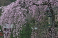 [花の季節][桜][しだれ桜][白雲山常夜燈][妙義神社]花の季節