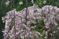 [花の季節][桜][しだれ桜][釘貫門][妙義神社]花の季節
