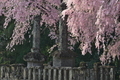 [花の季節][桜][しだれ桜][墓所][妙義神社]花の季節