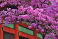 [花の季節][ツツジ][躑躅][総門][妙義神社]花の季節