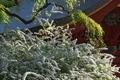 [花の季節][ユキヤナギ][雪柳][総門][妙義神社]花の季節