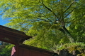 [新緑の森][イロハモミジ][影向岩][北門][妙義神社]新緑の森