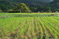 [田んぼ][ひつじ田][スギ林][山里][坂本]田んぼ