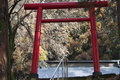 [鳥居][梅][境内][杉][威徳神社]鳥居