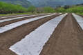 [コンニャク畑][こんにゃく畑][蒟蒻畑][土壌消毒][丸山坂]コンニャク畑