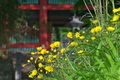 [春の総門][オオジシバリ][キク科][黄色い花][妙義神社]春の総門