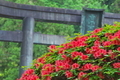 [小満のころ][ツツジ][赤い花][銅鳥居][妙義神社]小満のころ