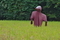 田んぼ