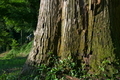 [夏至のころ][老杉][スギ][登山者][妙義神社]夏至のころ