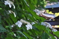 [夏至のころ][ノリウツギ][白い花][南門][妙義神社]夏至のころ